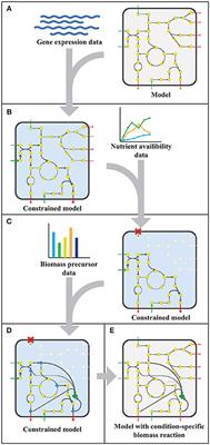 Modeling the Metabolic State of Mycobacterium tuberculosis Upon Infection